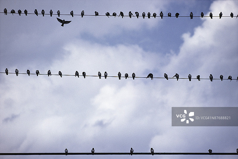 蒙特利尔电线上的鸟图片素材