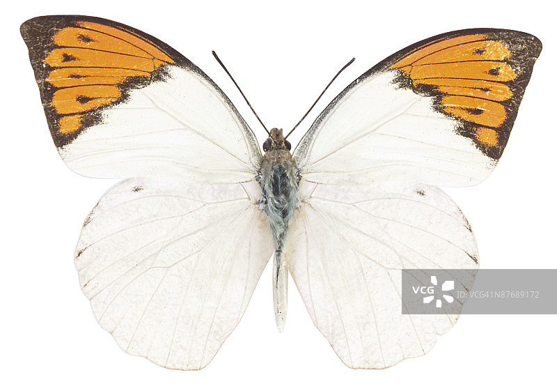 23630107图片素材