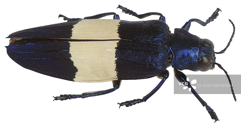 23630128图片素材