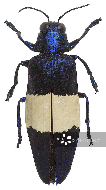 23630129图片素材