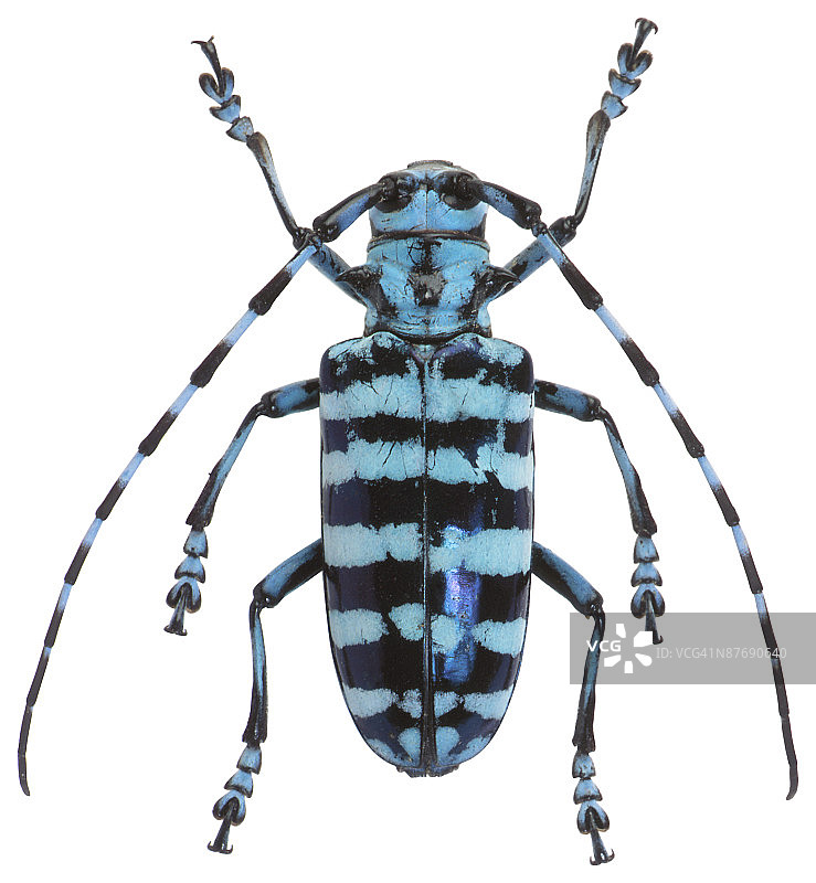 23630188图片素材