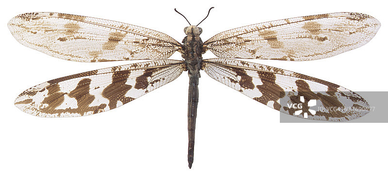 白色背景下蝴蝶特写镜头图片素材