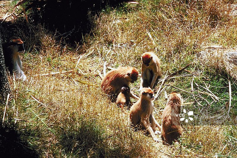 田野里的赤猴图片素材