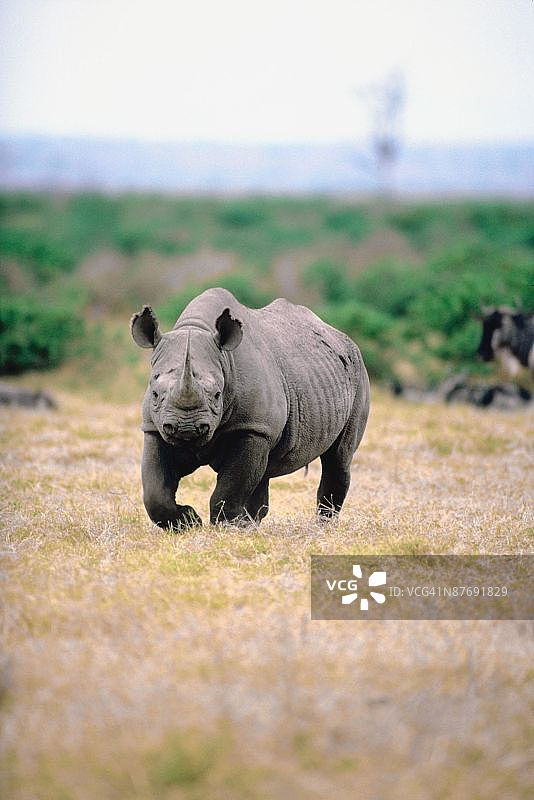 原野中的犀牛图片素材