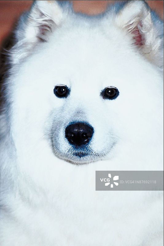 23896751图片素材