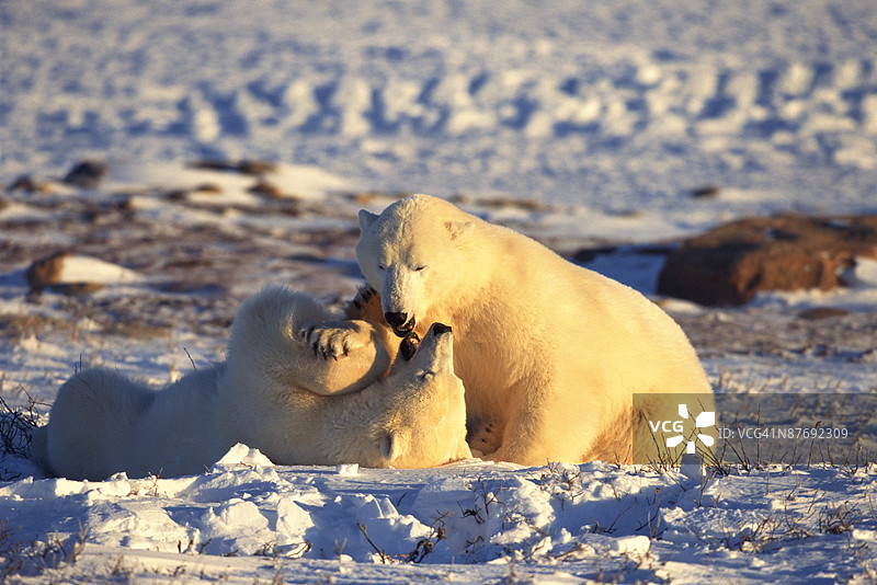 北极熊图片素材