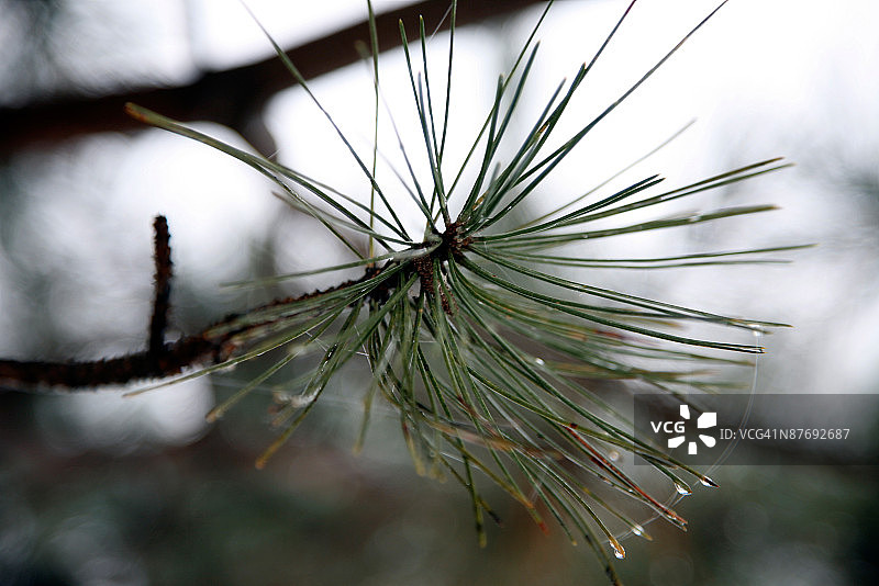 松针上的雨滴图片素材