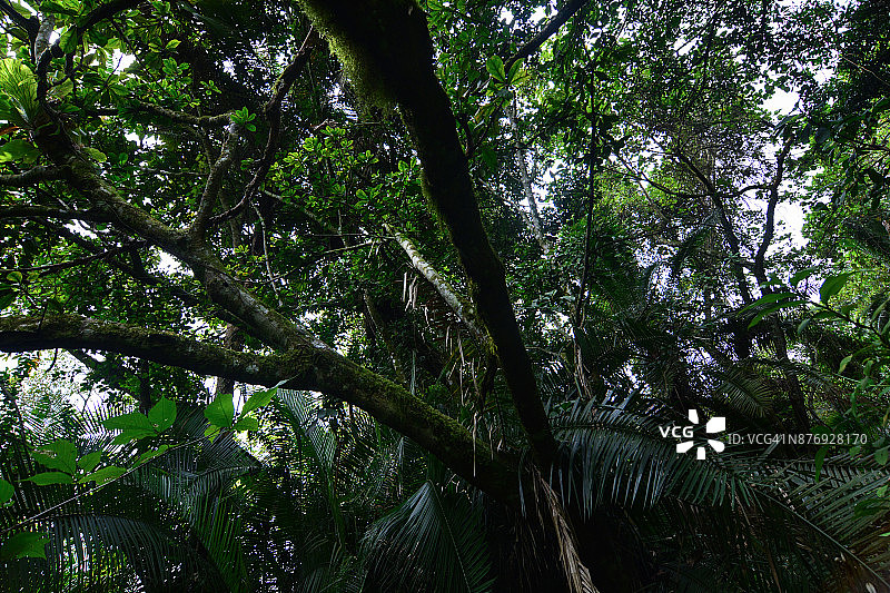 茂密的热带雨林图片素材