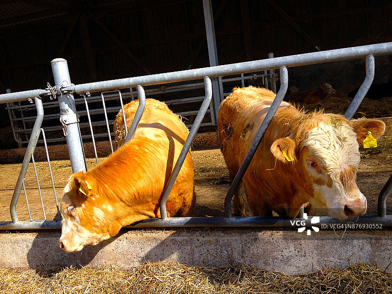 农场里两头公牛在饲料槽边吃草图片素材