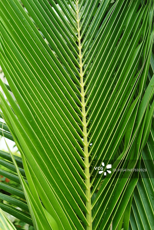 棕榈叶图片素材