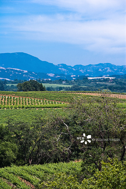 加利福尼亚州索诺玛谷葡萄园附近的丘陵图片素材