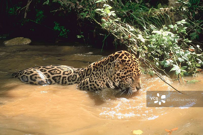 溪流中的美洲虎图片素材