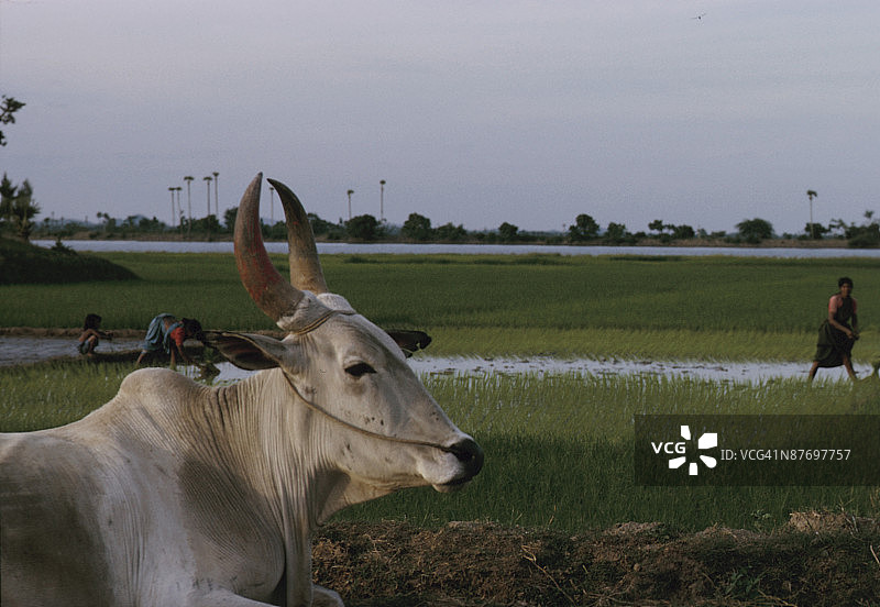 休息的公牛图片素材