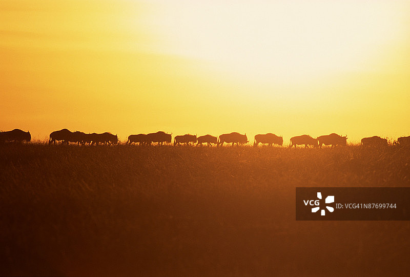 日落下的畜群剪影图片素材