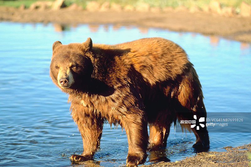 水中的黑熊图片素材