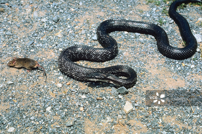 黑鼠蛇追逐猎物图片素材