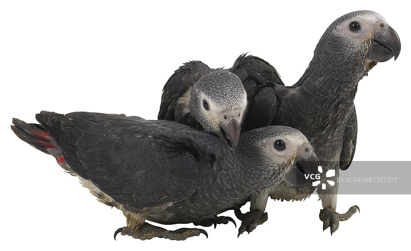 23577535图片素材