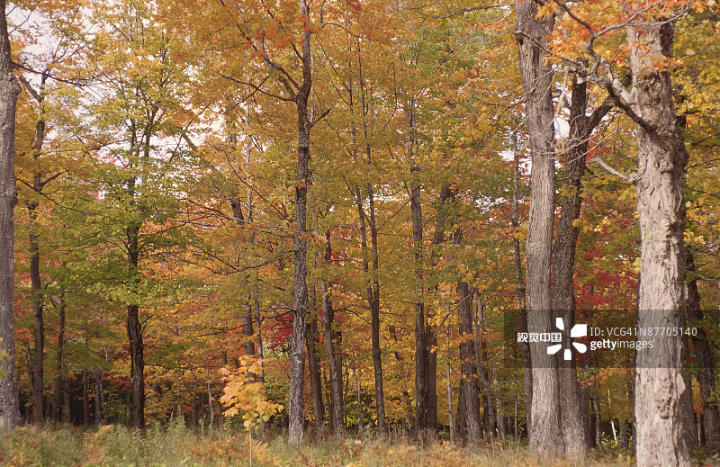 秋天的森林,加拿大图片素材