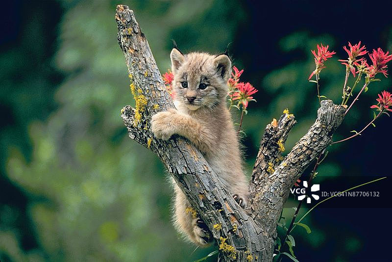 树上的小猞猁图片素材