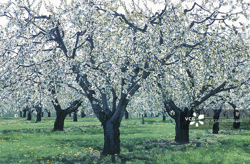 苹果园开花图片素材