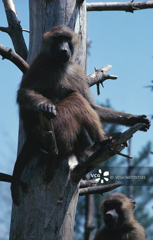 两只狒狒在树上图片素材