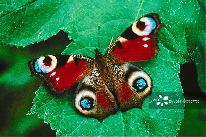 23897646图片素材