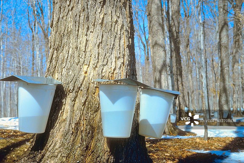 树上的糖浆容器图片素材