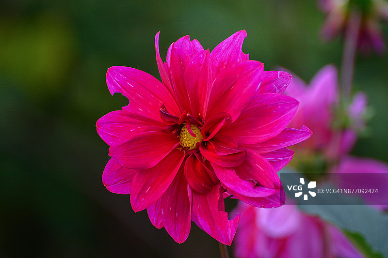 粉色花朵图片素材