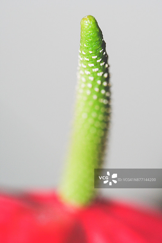 花烛属植物图片素材