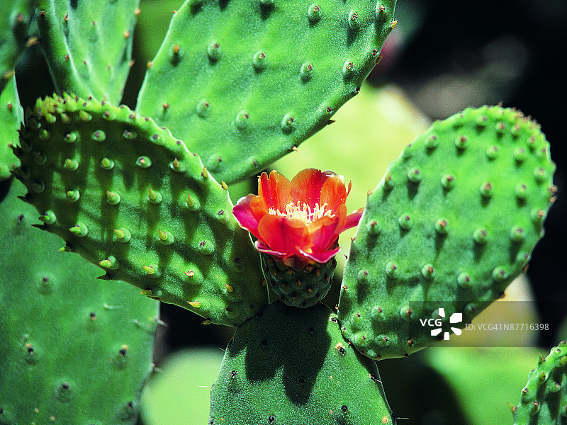 绽放的仙人掌照片图片素材