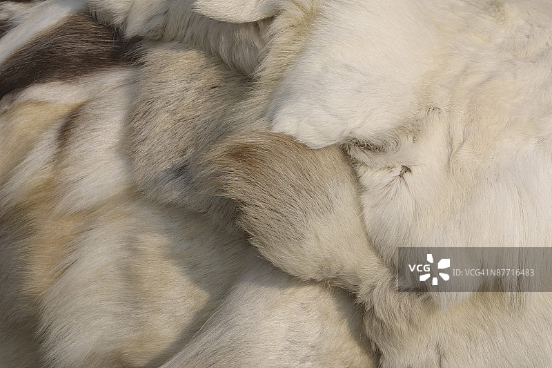 驯鹿皮图片素材