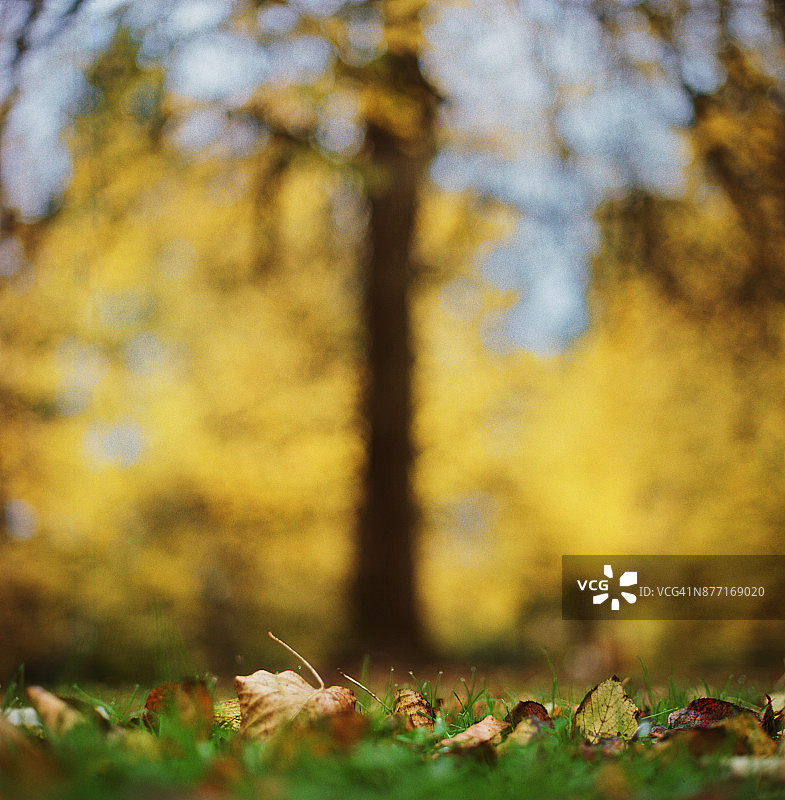 落叶和秋色图片素材