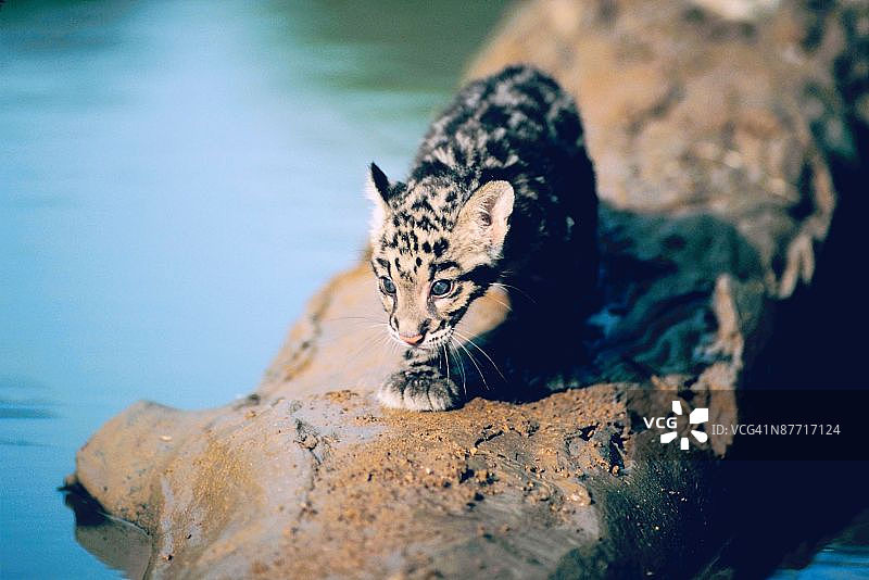 豹子幼崽在木头上图片素材