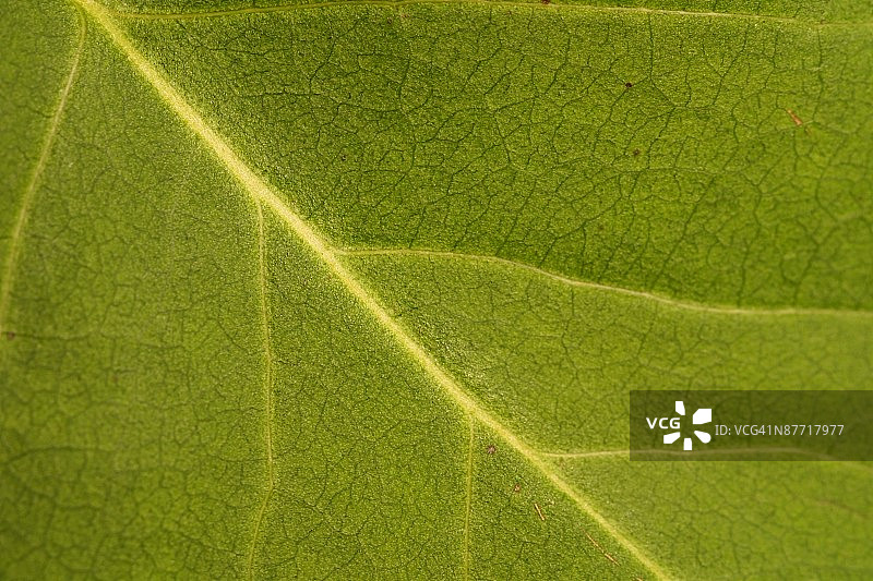 叶脉图片素材