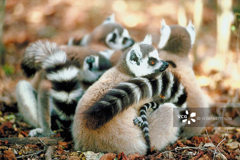 23899121图片素材