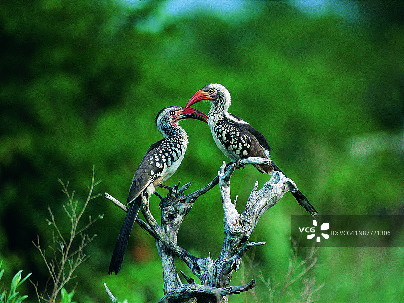 照片：一对红嘴犀鸟栖息在枯树上，彩色高分辨率图片素材