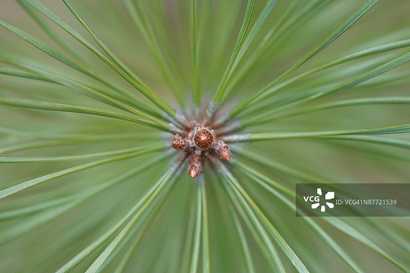 松树的特写图片素材