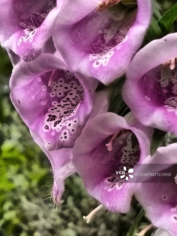 毛地黄图片素材