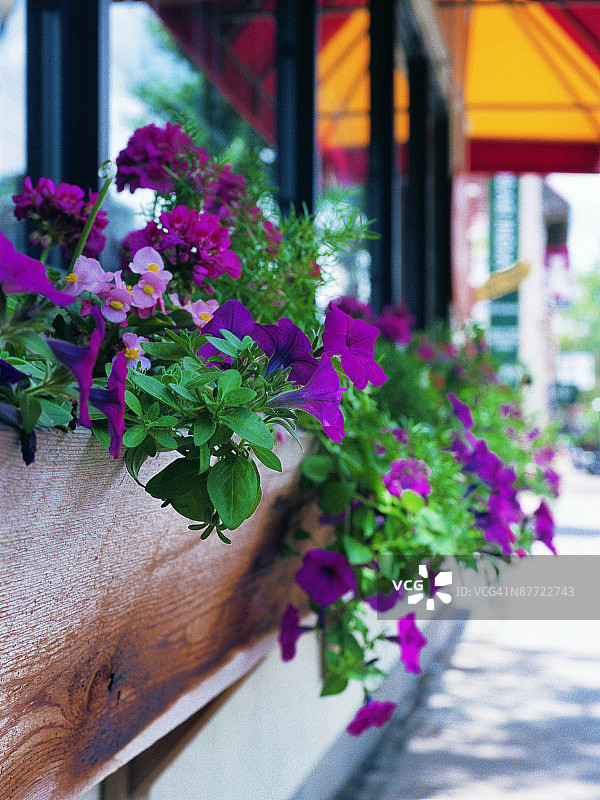 窗台上花卉照片图片素材