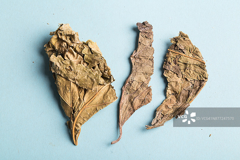 中药材 桑叶 摄影棚拍摄图片素材