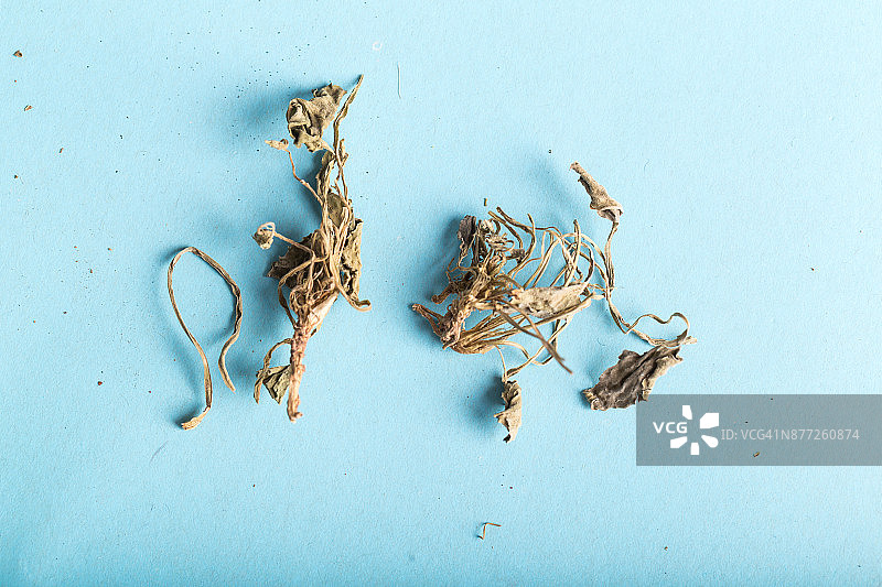 中药材：毛脉 Agrimonia 药草与花蕾摄影图片素材