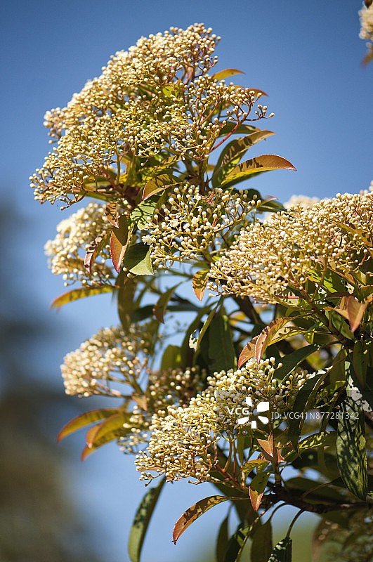 布满花蕾的红叶石楠树图片素材