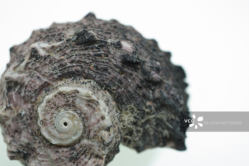 螺旋贝壳图片素材