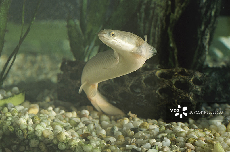 宠物鳗鱼图片素材