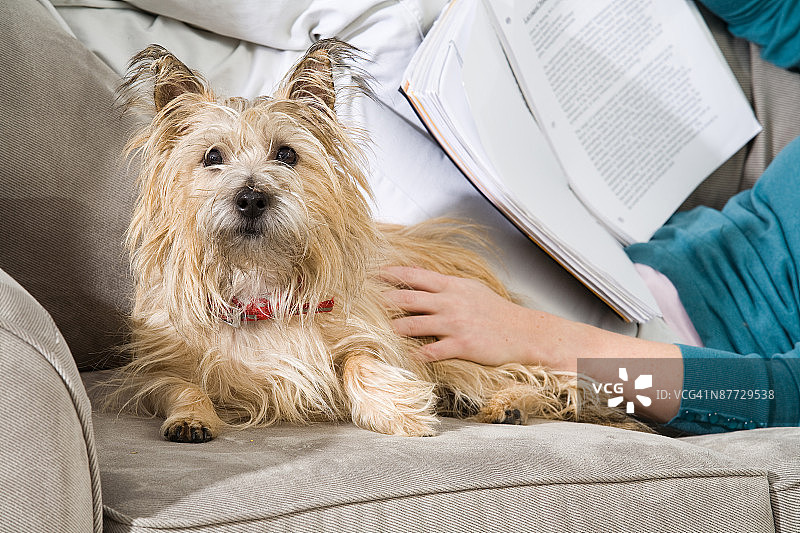 主人与宠物狗在沙发上肖像图片素材