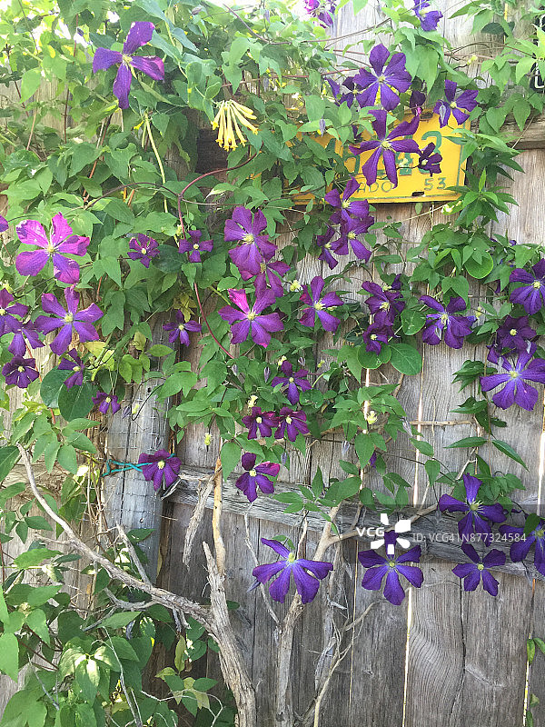 紫色铁线莲图片素材