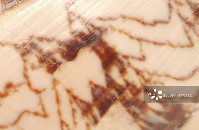 海螺特写图片素材