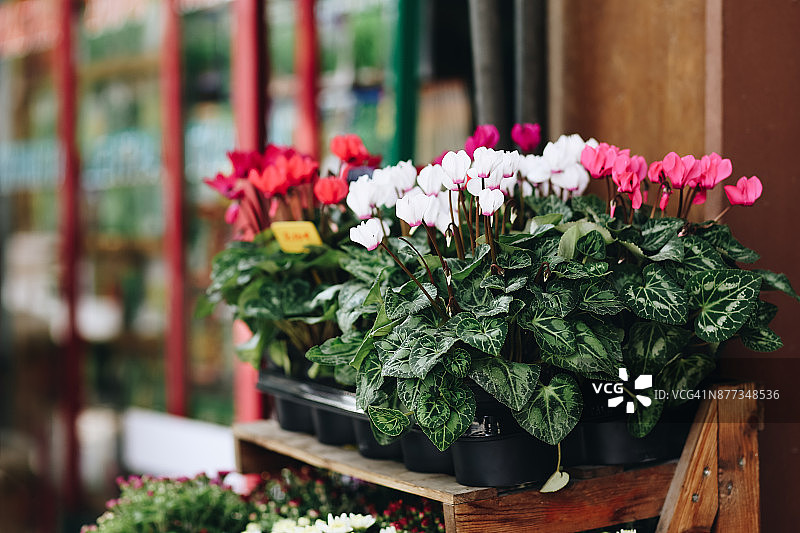 仙客来盆栽出售特写图片素材