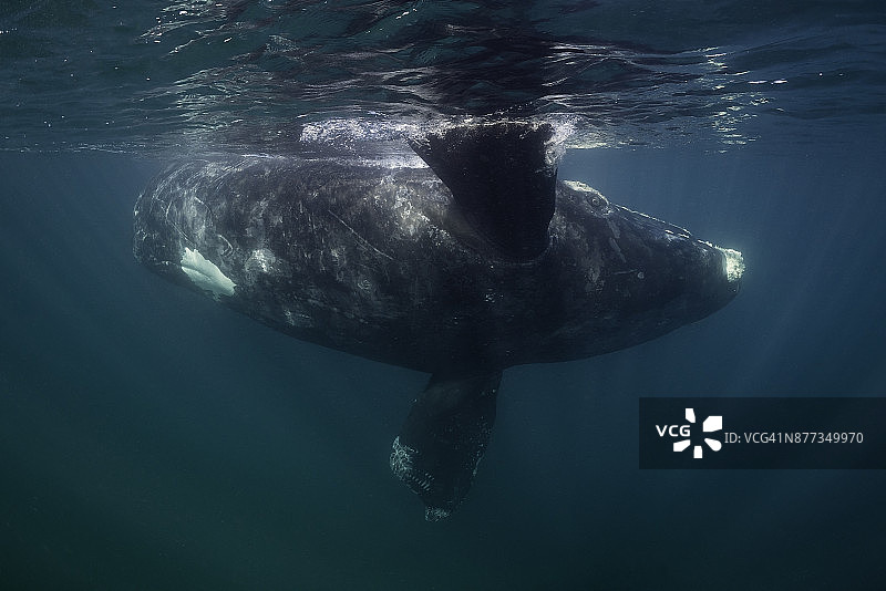 瓦尔德斯半岛南露脊鲸幼崽嬉戏图片素材