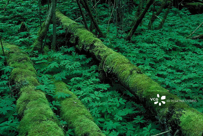 24095150图片素材